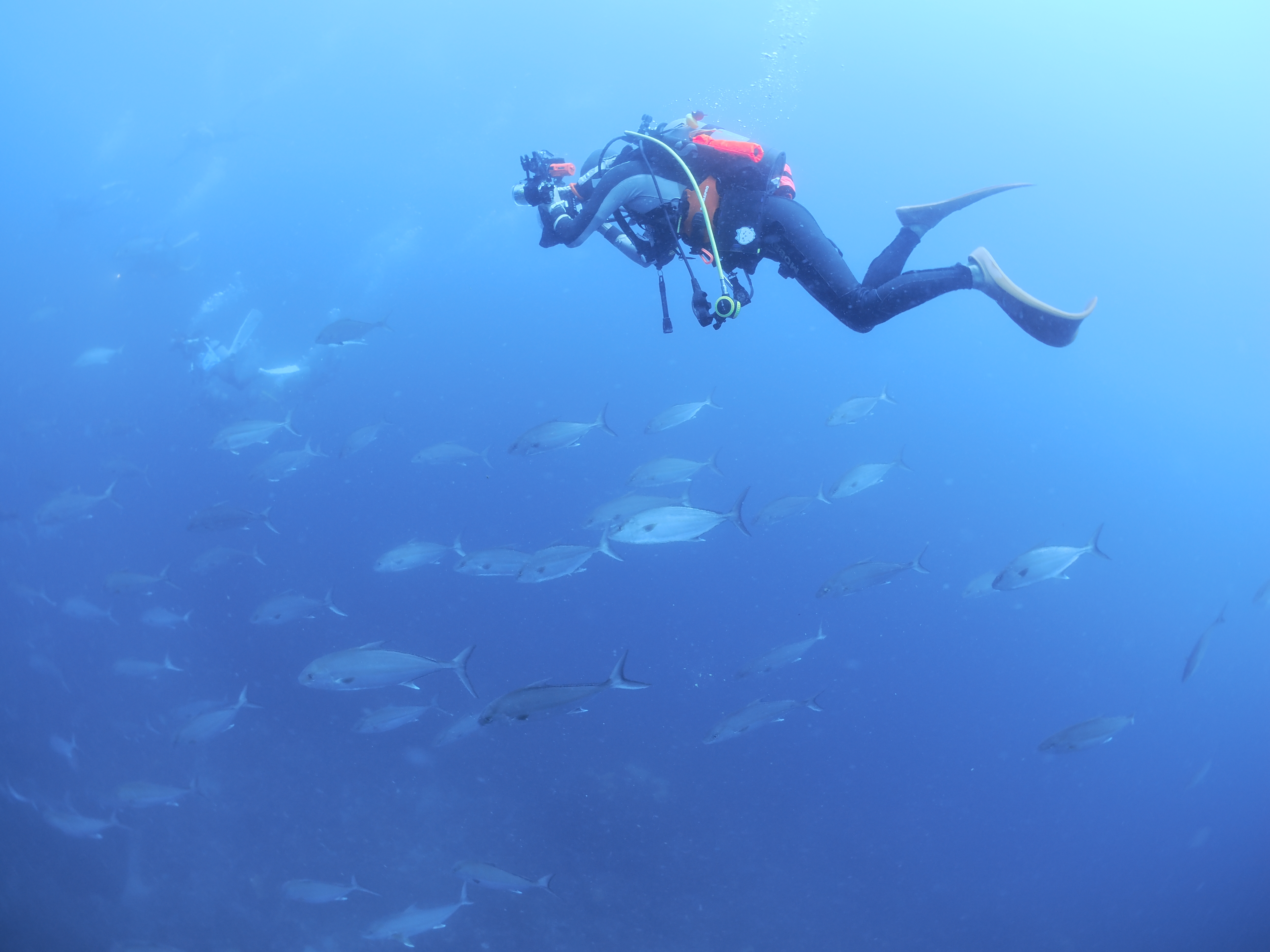 魚の群れと泳ぐ